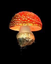 Fly Amanita